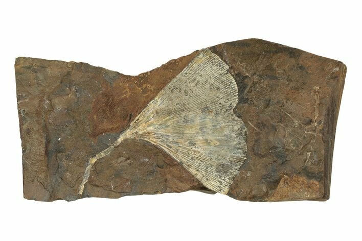 Paleocene Fossil Ginkgo Leaf - North Dakota #271061